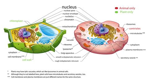 diagram plant and animal cells and blood 